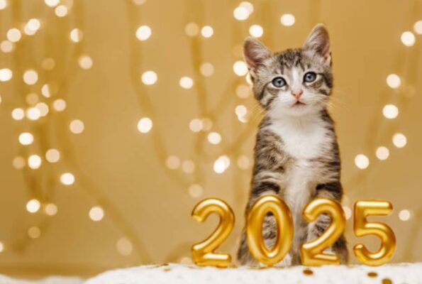 Purrfectly Dressed: Safe Costume Tips for Your Cat This New Year