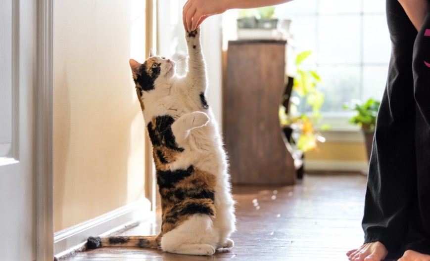 Purr-fectly Trained: Unlocking the Secrets to Successful Cat Training